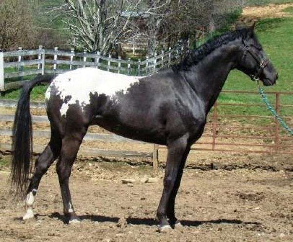 Wapuzzan - Appaloosa Sport Horse Stallion